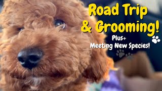 Road Trip! (Cockapoo Goes out of town, Act Like a Drama Queen & Hates Fish!)