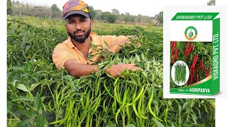 F1 Chilli Agniparva Variety Feedback From Farmer In Live Plot
