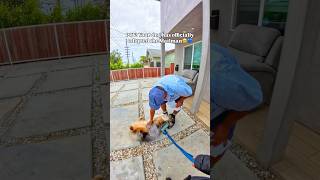 Koda turned a delivery into a whole friendship with the mailman🥹💙 #cute #dog #dogs #dogshorts