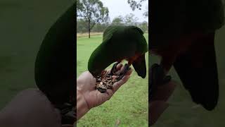 Feeding female wild king parrot by Minda2022 31 views 2 years ago 2 minutes, 48 seconds