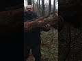 Медведь и бревно, на случай самообороны