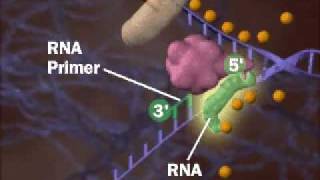 DNA Replication Process
