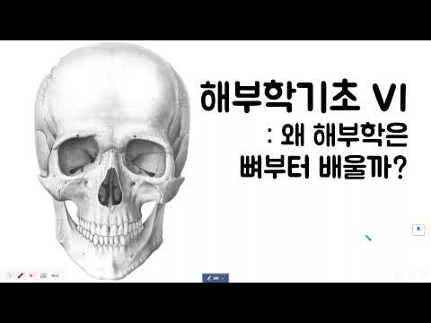 해부학기초 6: 왜 해부학은 뼈부터 배울까?