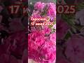 ☄️Гороскоп 🌙♈️17.07.25☄️#рек #shortvideo #гороскоп #астрология #share #shorts #short #shortsvideo