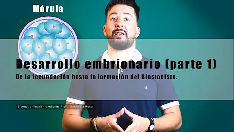 Onde ocorre a formação da blástula?