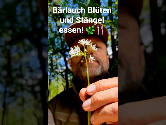Bärlauch Blüten und Stängel essen! 🌿🍴 #bushcraft #nature #campingmitherz