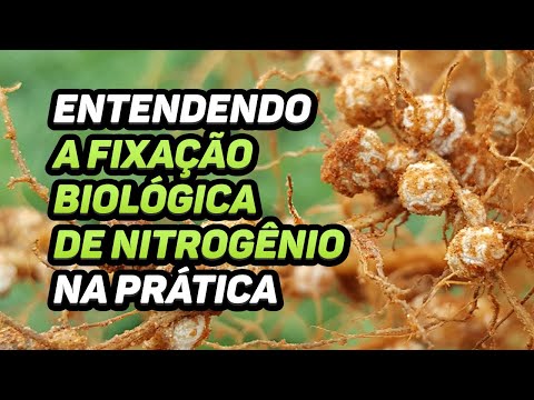 Vídeo: O que são plantas fixadoras de nitrogênio