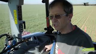 La culture du blé tendre en agriculture biologique