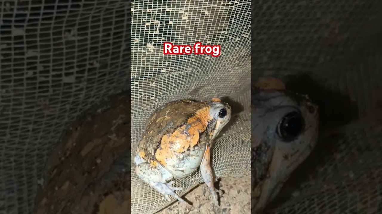 The rare frog in the forest 🤢 