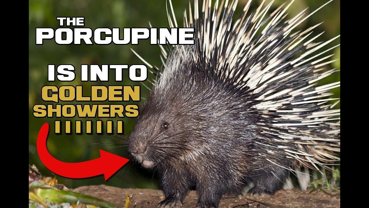 Porcupine Facts - The Clumsy Ball of Spikes - Animal a Day - YouTube