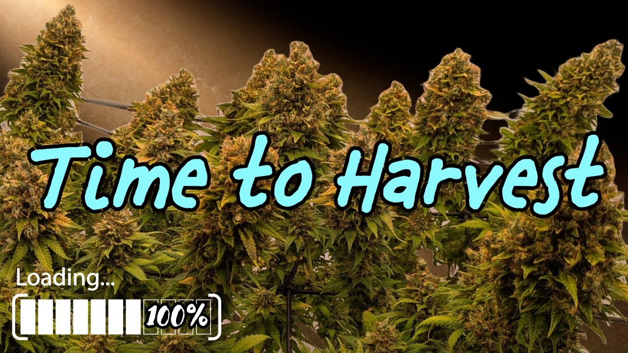 A Growers Week - Lollipopping, Harvest and a New Grow Begins.