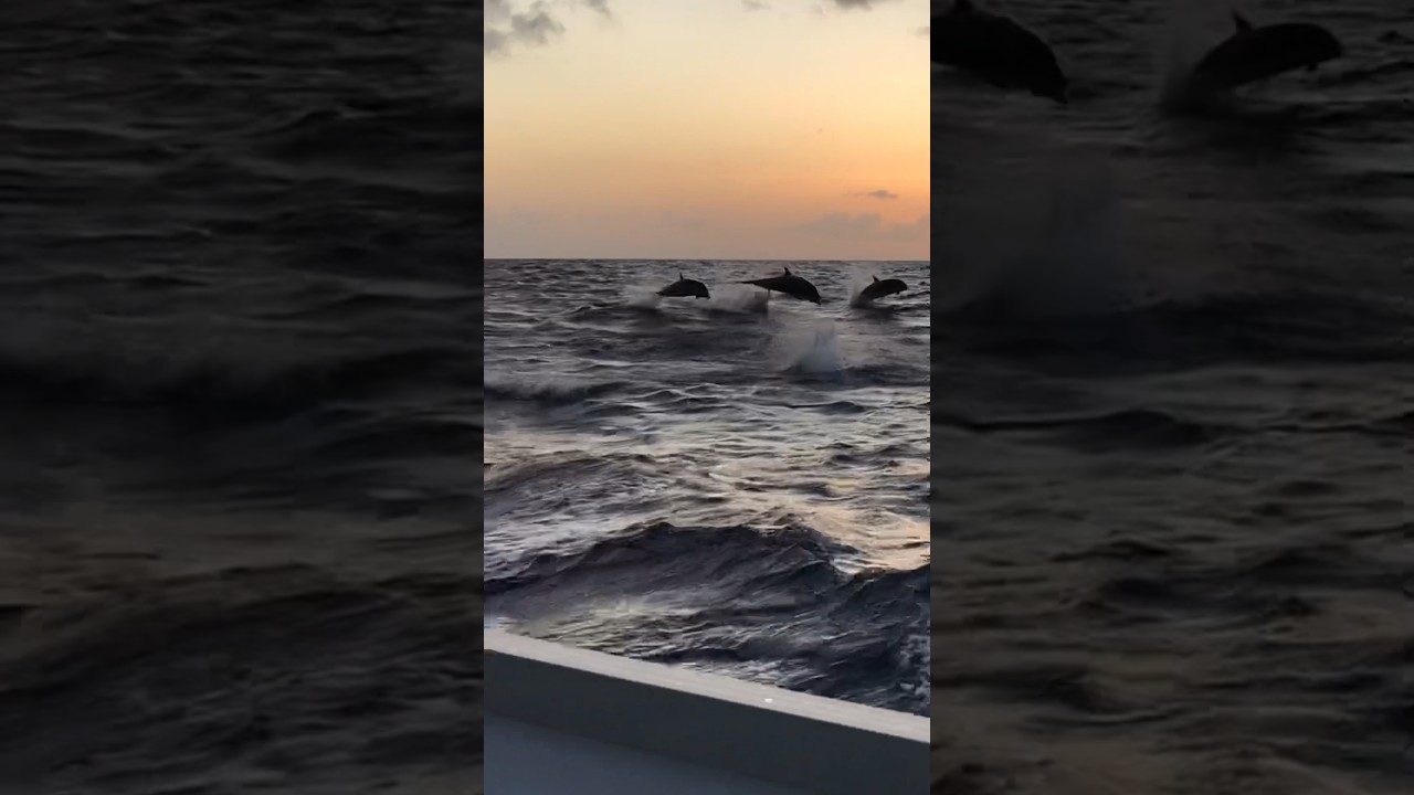 Look who SHOWS UP on our OVERNIGHT SAIL to Martinique?! 🐬⛵️ Subscribe for MORE!