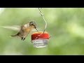 Handheld Hummingbird Feeder: 1st Trial Handheld Hummingbird Feeder: 1st Trial