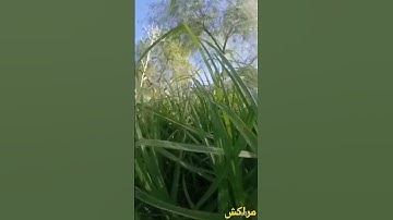 أيات لتفكر ، سورة فصلت