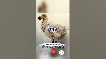 ПЕРВЫЙ ШАГ К ЕЕ «ВОСКРЕШЕНИЮ» ПТИЦЫ ДОДО — КОРОТКИЕ ИНТЕРЕСНЫЕ ФАКТЫ #349