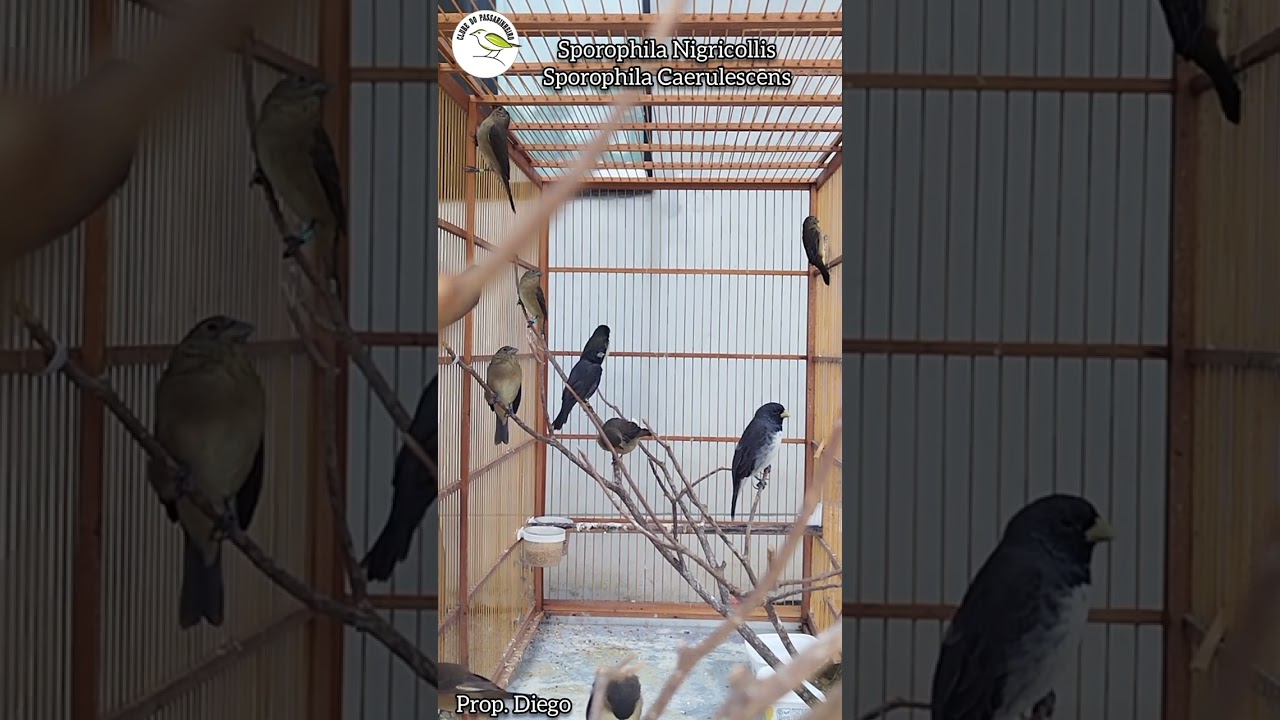 coleiros machos e fêmeas