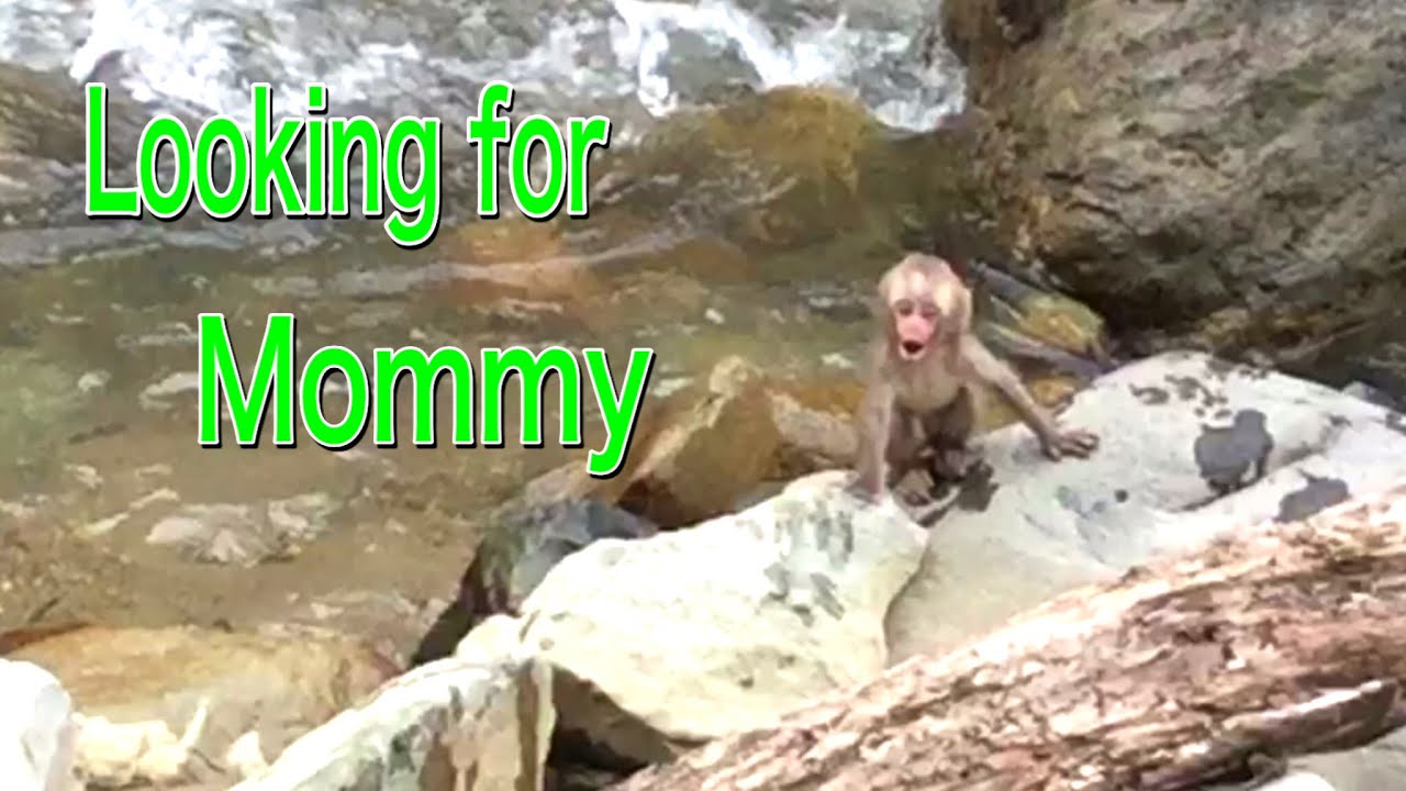 『SNOW MONKEYS JIGOKUDANI 』70 (early morning) mountain Jigokutani monkey park Hot springs Korakukan