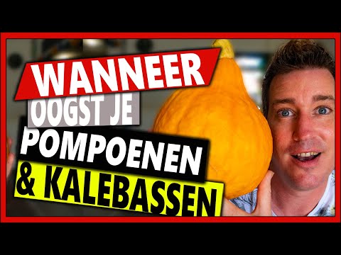 Video: Pluk Courgette-plante - Leer hoe en wanneer om Courgette-pampoen te oes