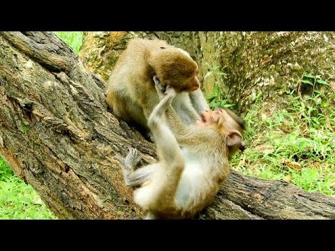 baby monkey pet uk Small Monkey Kicks His Brother Neck Super Hurt,Why Both Of Them Do Hurt Like This?