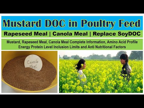 Mustard DOC | Canola Meal | Rapeseed Meal Use in Poultry Feed  Comparison with SoyDOC | Amino