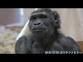 ゴリラ shabani family gorilla 002 東山動植物園 20181218