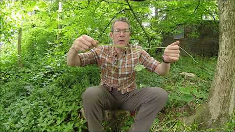 Preparing brambles for cordage