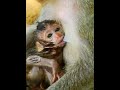 #Cutes Babies Monkey, And Daisy's baby# 308