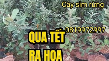 Sỉ lẻ cây sim rừng ra tết có hoa cao 60cm tán rộng ship toàn quốc liên hệ 0819972997