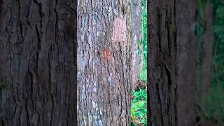 Pemaen Judol Gercep Liat Ini