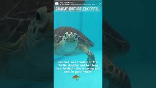 Fun takeover on @sandcloud InstaGram 🐢🌊💙😂! #connectandprotect #compassioniscontagi