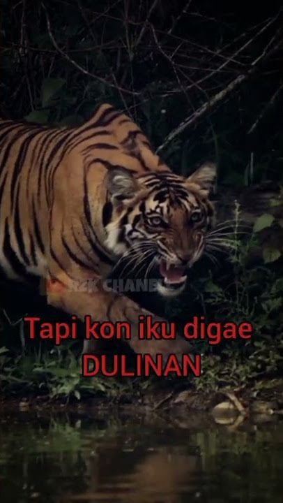 story #story #jawa #macan