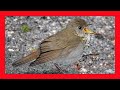 Bicknell&#39;s Thrush Song! Bicknell&#39;s Thrush Call! - Zorzal De Bicknell Canto - Catharus Bicknelli