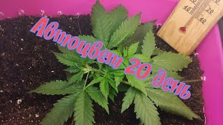 Выращивание автоцвета  сорт Auto Northern Lights 22 дня