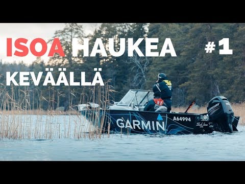 Video: Kuinka Keittää Hauki