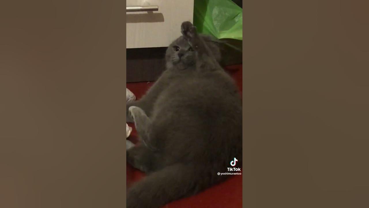 кот гитлер - YouTube
