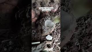 Tips Ubi Porang Agar Tidak Busuk #tani #berkebun #tanimodern