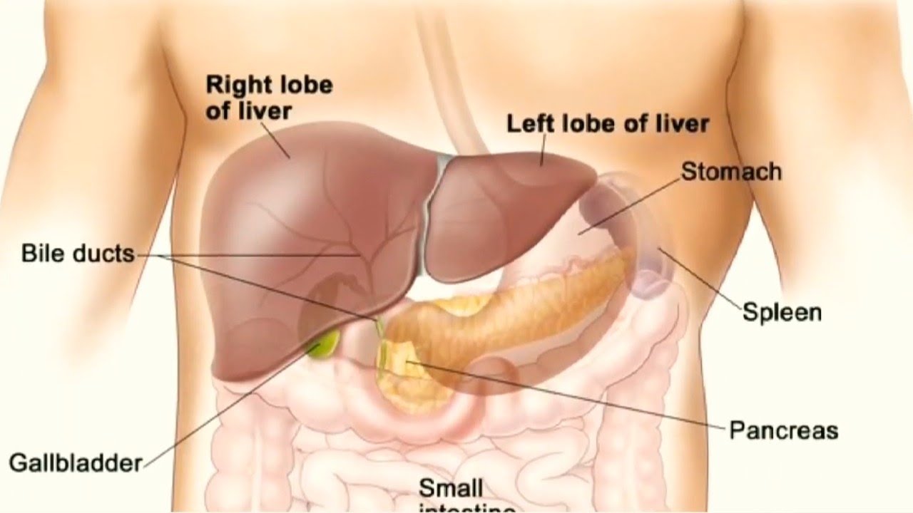Желудок под печенью. Желудок селезенка поджелудочная железа. Анатомия человека желчный пузырь расположение. Печень поджелудочная железа селезенка.