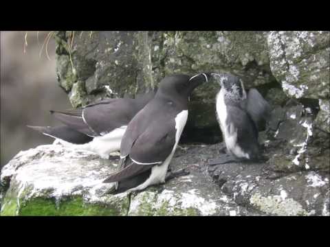 Razorbill chick nearly ready to jump