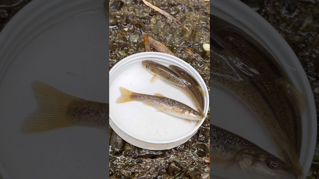 清流域でガサガサしてみると…