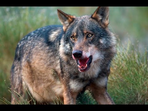 امراض تربية الكلاب الفيروسية الالتهاب المعوى والرئوي والتهاب الكبد والسعار