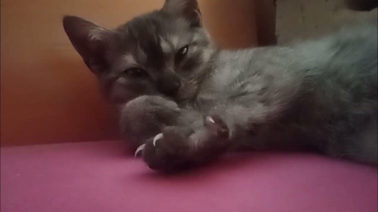 котенок храпит и двигает лапками - YouTube