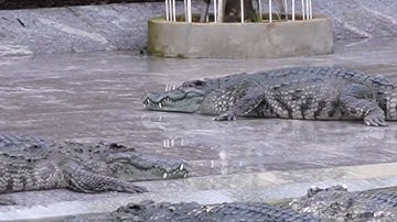 Trò chơi câu cá sấu ở vương quốc cá sấu suối Tiên 