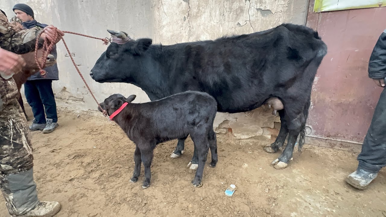 СУТДОР ОНА БОЛА ВА БУГОЗ СИГИР НАРХЛАРИ 8-февраля 2026г