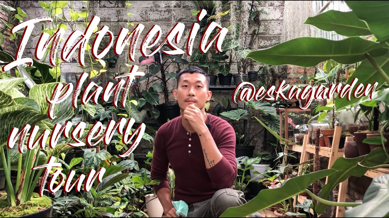 Indonesia Plant Nursery Tour - Sanggar Kemuning - YouTube