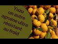 YUZU AGRUME ULTRA RESISTANT AU FROID YUZU AGRUME ULTRA RESISTANT AU FROID