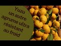 Yuzu agrume ultra resistant au froid