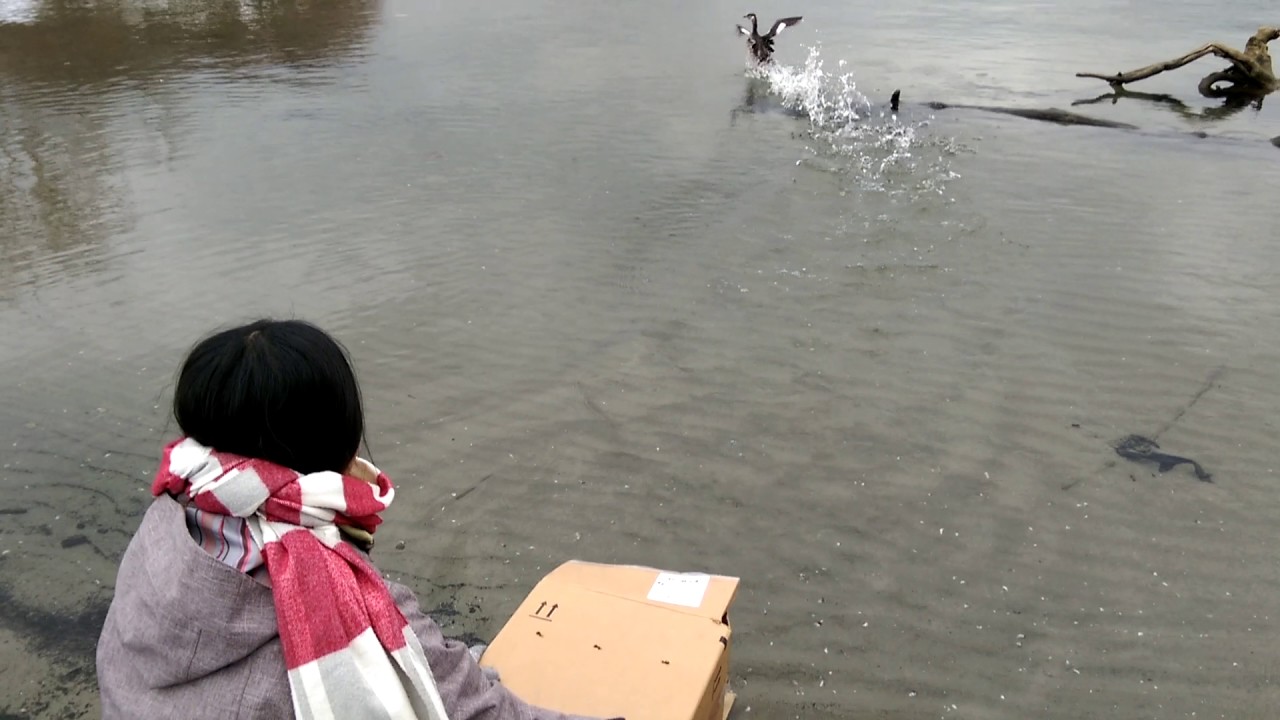 wildlife tea Release: Red-Necked Grebe