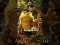 Salut, je suis le crapaud #mondeanimal #animaux #crapaud #connaissance #culture #savoir #nature