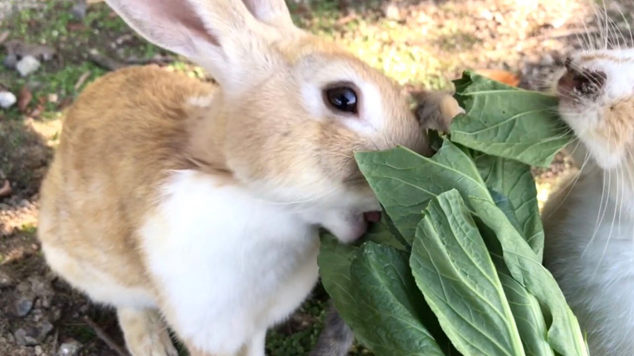 Is this the most delicious-looking vegetable feast in bunny history?