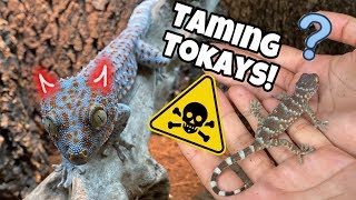 FEEDING MY TOKAY GECKOS | HAND TAMING BABY TOKAYS!